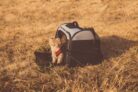 Pet Travel Gear for Comfortable Trips with Dogs and Cats