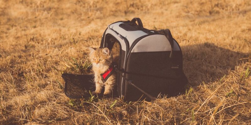 Pet Travel Gear for Comfortable Trips with Dogs and Cats